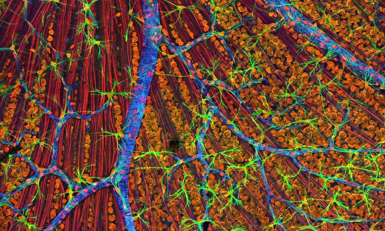 cells-570676_1280 (1)
